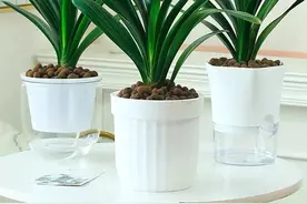 3月养君子兰，学会这几点，叶子又肥又绿，开花一簇簇，漂亮极了图片