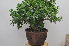 把玉树养好，牢记3招，漂亮茂盛，越养状态越好图片
