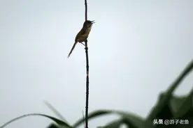 我是一只小小小小鸟图片