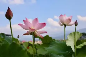 有奖征集！井研三江集体经济产业园的名称你来定图片