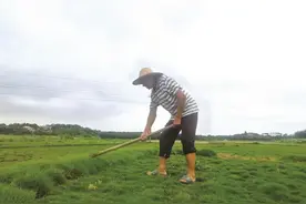 扶贫“小草皮” 铺就增收路图片