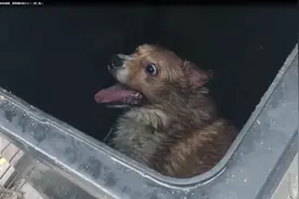 双11她在垃圾桶孤独窒息……，一个狗狗从宠物到恶犬的最后24小时！视频封面