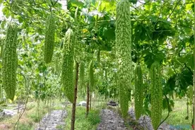 苦瓜进入结果期，植株却枯黄死亡？查明原因，及早防治增产提质图片