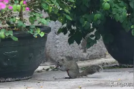 三亚旅途偶途小松鼠，萌翻了旅途图片