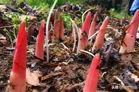 被称“懒人菜”，儿时吃到腻，如今却成稀罕野菜，一斤13元图片