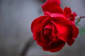 一个男人，爱不爱你，这一点真的很明显图片