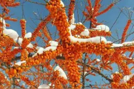 吉报“彩练”助农：沙棘茶，杯中饮，营养又强身，兼怀扶贫一片心图片