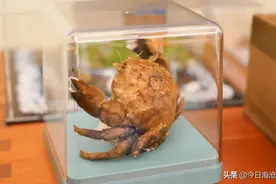 神奇！厦门居然有这样的海洋生物“展馆”！图片