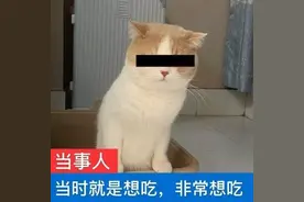 表情包丨你听听，这说的是人话吗？图片