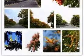 [“醉”美鉴湖，一“鉴”钟情] 雨落黄金半树花，栾树绣满鉴湖秋图片