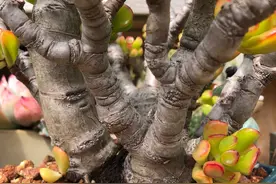 5种皮实花，天生不怕冷，好养又漂亮，有的还能养成“大老桩”图片