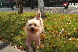 济南版忠犬八公路边苦等主人3个月：灌木丛都被踩出了小路图片