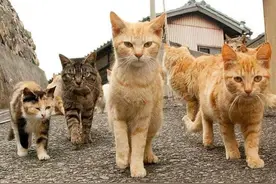 猫咪的群居生活过得有滋有味，好多小团体啊图片