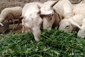 养牛羊种什么牧草？紫花苜蓿营养好，南、北方都能种，动物都爱吃图片