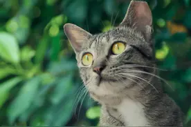 为什么有些流浪猫会被剪掉耳朵？别以为是虐待，其实是一种保护哦图片