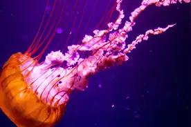 这种海洋生物外形极为美丽，人称海洋少女，实际上性格非常凶狠视频封面
