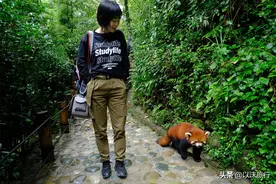 看熊猫只能去成都熊猫基地？NO！在这里我可以跟熊猫一起散步图片