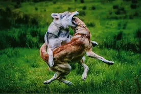 民间老故事：猎狼犬巴猛的故事图片