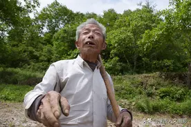 76岁河南大叔种6亩山地，不用机器全手工，一辈子不怕没钱怕没粮图片