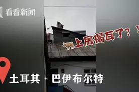 趣观世界|疫情让世界变成疯狂动物城，牛上房，鼠上街，袋鼠压路图片