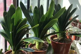 养君子兰如何巧用垃圾？将它们制成花肥，保管肉根长爆盆图片