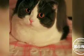 猫咪接受绝育手术后，突然呕吐便血，一检查竟患上“猫瘟”图片