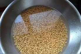 饵料总是被白条鱼抢食怎么办？图片