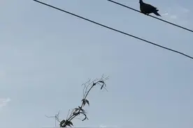 听云飞讲述父亲病逝的事图片