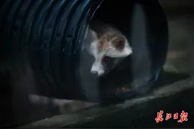 世界动物日，看“干脆面”飞檐走壁、小貉勇钻铁桶图片