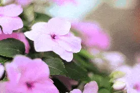 诗歌里の美好 |《露珠》图片