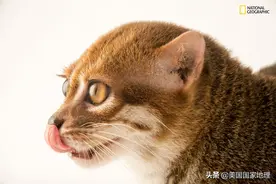 豹猫、虎猫、野猫大家能分清它们具体都是谁吗？图片