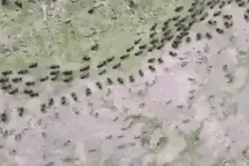 最残忍的战争――生物界的蚂蚁战争图片