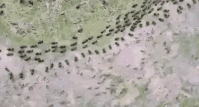 最残忍的战争――生物界的蚂蚁战争图片