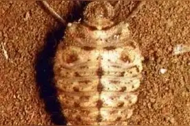 童年回忆不可少，恐怖生物快乐多：你见过沙牛么？图片