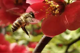 自然界的“小精灵”蜜蜂，它们都有哪些我们不知道的有趣的行为？图片