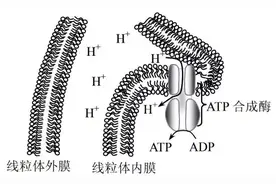 最新：2020年生物学新高考适应性测试（含答案）图片