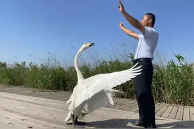 这只天鹅成“团宠”，背后故事太有爱图片