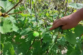 搓手！本溪茧蛹子长大了，准备好开吃了没图片