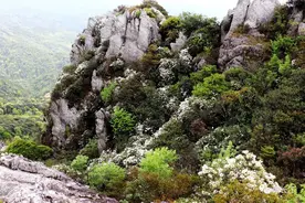 长汀馆前镇云霄山：满山遍野猴头杜鹃盛开图片