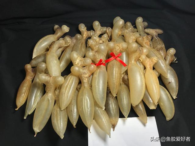 蜘蛛鱼胶的价格 2026年蜘蛛鱼胶功效