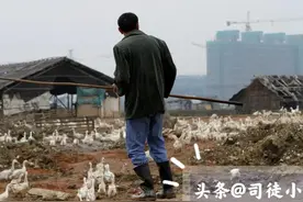 常见鸭病防治图片