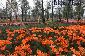 园艺经验分享：百合种植技术图片