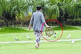 受惊吓 遭追赶 被偷抓 厦门白鹭洲鸽子：我太难了图片