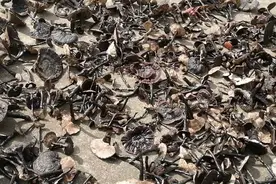 海南野生灵芝图片