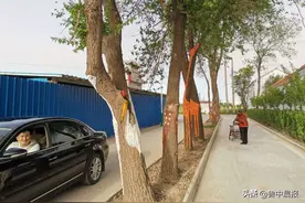 美化环境出妙招 乡村有了“艺术路”这个村主路上的行道树被绘制3D画图片