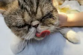 如何降低猫咪麻醉风险？关于宠物手术，家长最需要知道的9个问题图片