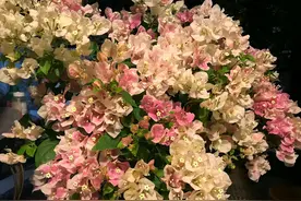 三角梅老桩摘芽催花什么时候好？摘对芽，控对水，满树开花不见叶图片