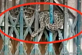 广东街边门头盘大蟒蛇，激烈反抗引发路人惊恐，蟒蛇进家怎么办？图片
