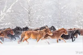 冬日一景！看新疆昭苏牧民雪地练马图片