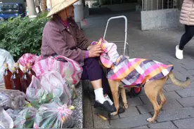 卖菜忠犬大黄突然离世，婆婆伤心欲绝，一张背影令人泪崩图片